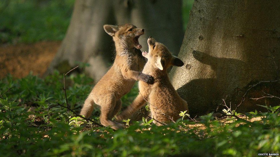 _62474063_foxcubs.jpg