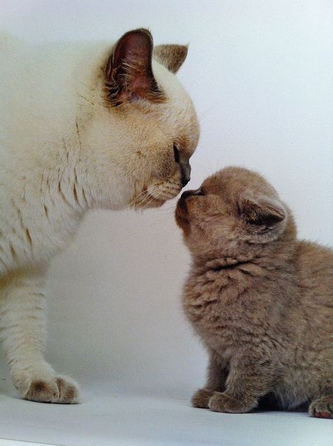 British_Shorthair_cats_by_Handbag_Sue.jpg