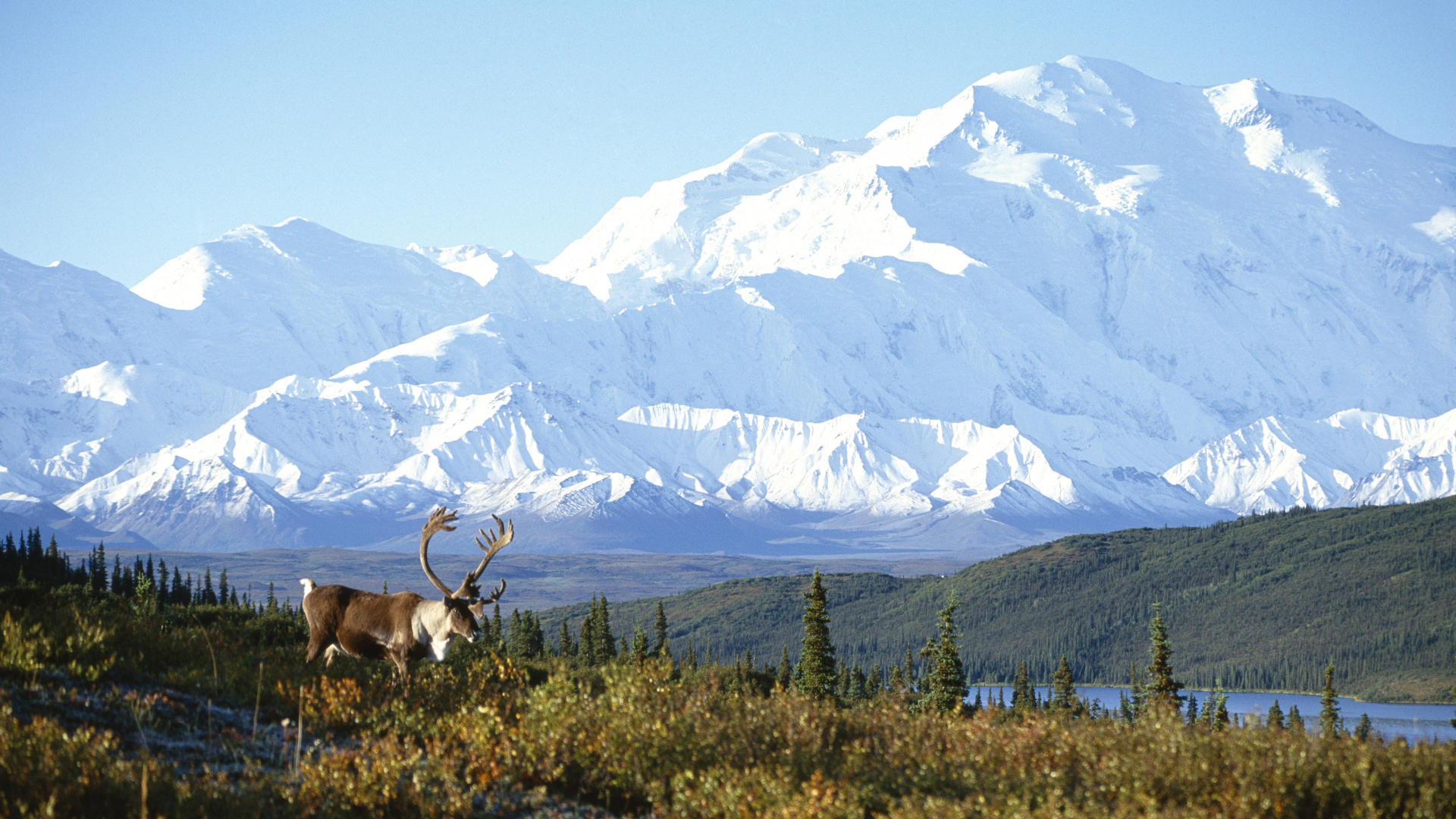 Amazing_Nature_Animals_Hd_Desktop_Wallpaper.jpg