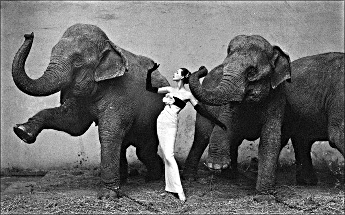 Richard_Avedon______Dovima_with_elephants_____1955_.jpg