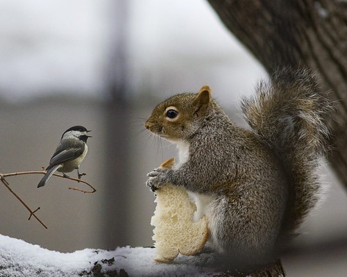 sweet_bird_squirrel_animals_attitude_beauty_67ce3e4d96232a3f3841bb434e3bb875_h.jpg