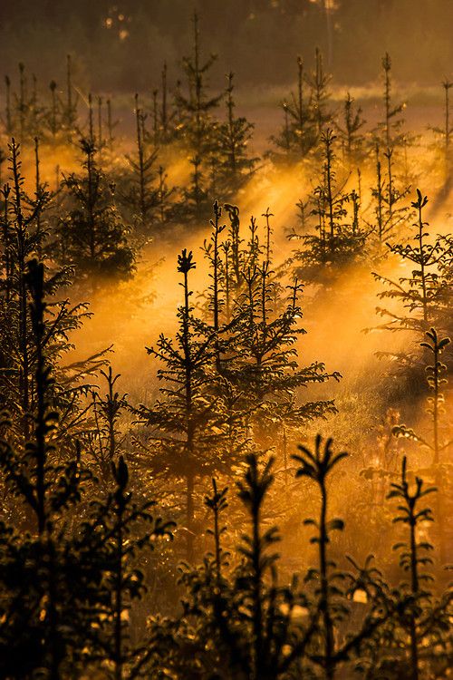 Spruces_In_The_Mist___Finland_by_Marko_H__kkinen.jpg