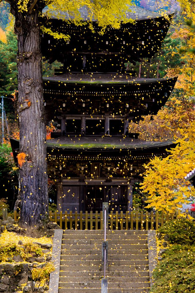 Ginko_leaves_blowing_in_the_wind_at_Zensan_Temple__Nagano__Japan__by_aniki03.jpg