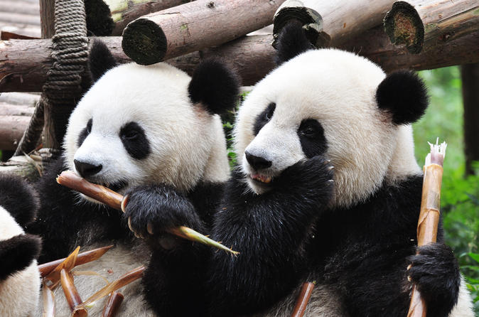 private_tour_chengdu_sightseeing_with_panda_breeding_center_visit_in_chengdu_148478.jpg