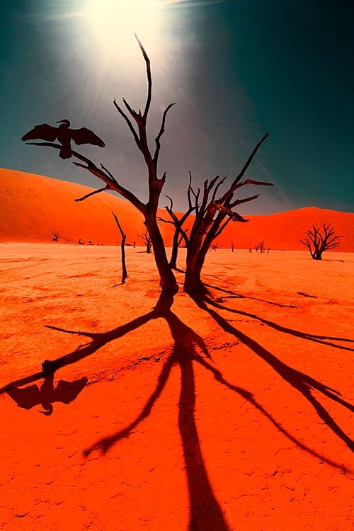 Africa__Deadvlei__Namib_Naukluft_National_Park__Namibia.___Jim_Zuckerman..jpg