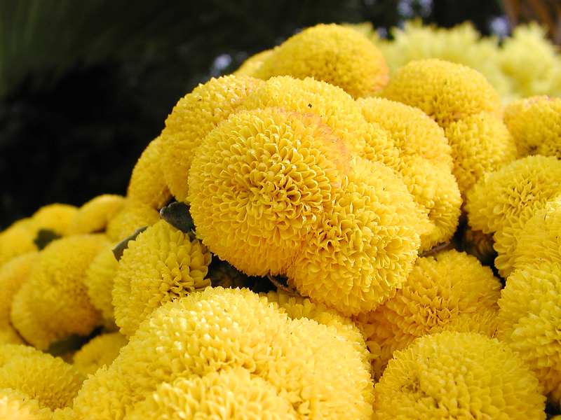 Yellow_flowers_wallpapers..jpg