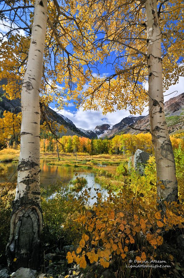 Fall_Color_in_the_High_Sierra_Nevada_California.jpg