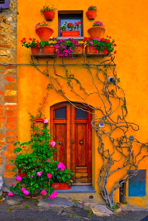 Vines__Tuscany__Italy.jpg