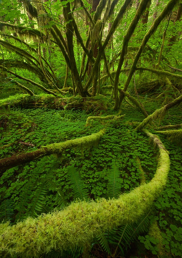 Rain_forest__Olympic_National_Park__Washington..jpg