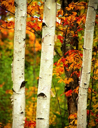 Colorado_Aspens.jpg
