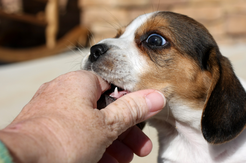 Dog_biting_finger.jpg