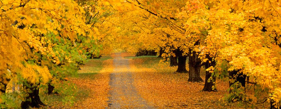 yellow.jpg