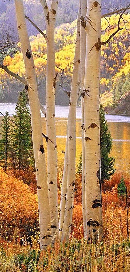 Autumn_in_Colorado.jpg