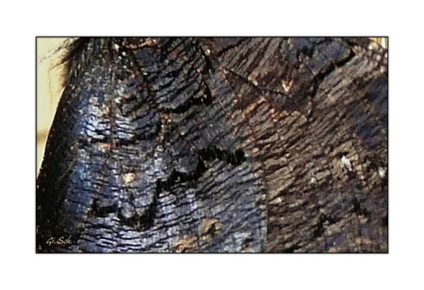 fotogamocana.jpg