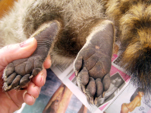 racoon_baby_feet.jpg