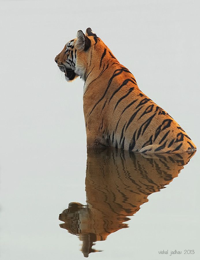 Tigress_by_Vishal_Jadhav.jpg
