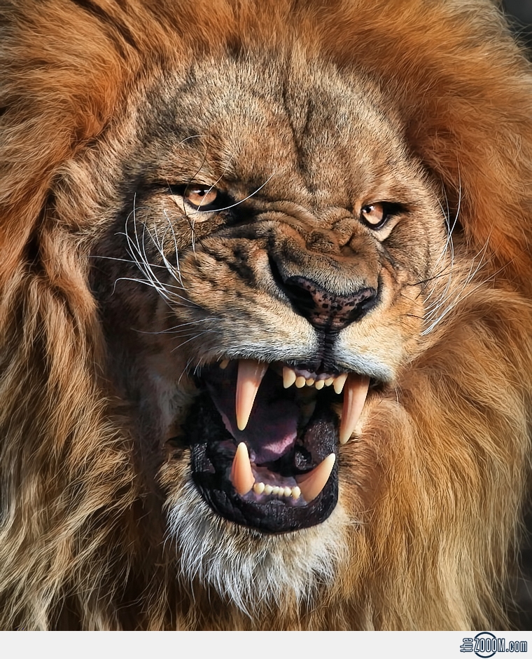 Angry_Lion.jpg