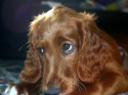 downloaddogy.jpg