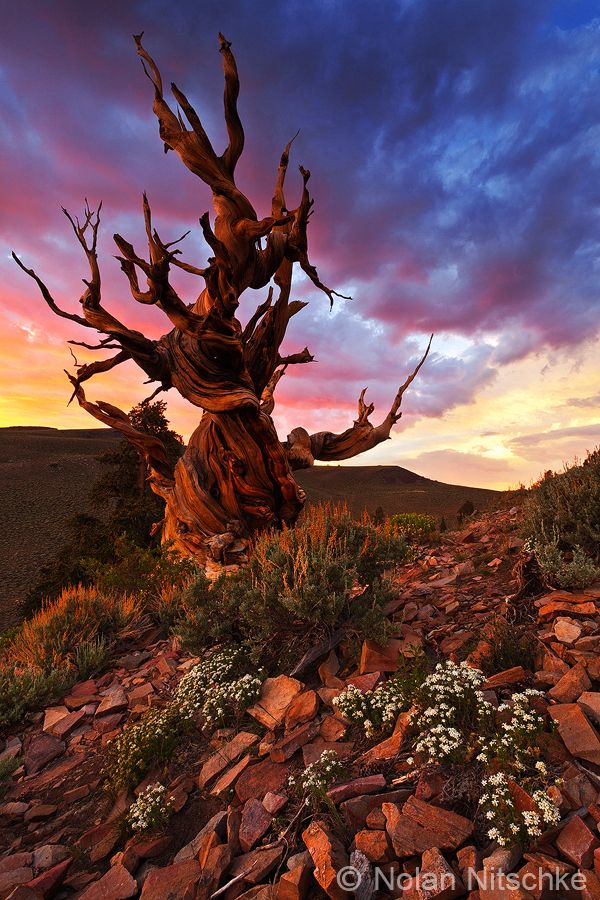 An_Evening_with_the_Ancients_by_Nolan_Nitschke._Ancient_Bristlecone_Pine_Forest__California.jpg
