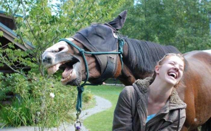 lolwmh_laughing_out_loud_with_my_horse.jpg