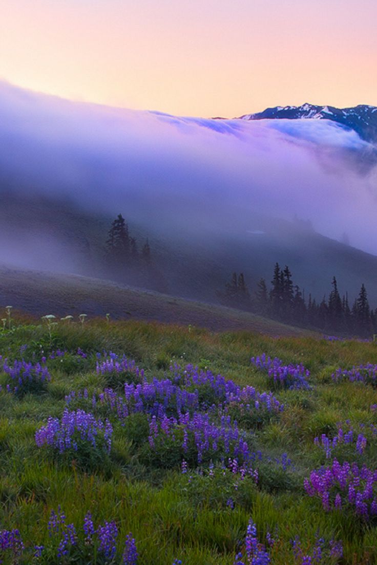Hurricane_Ridge__Olympic_Mountains__Washington_State__USA___Danny_Seidman.jpg