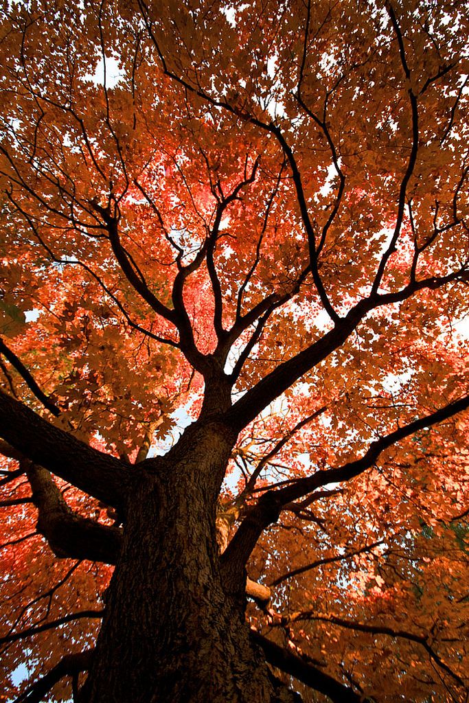 Autumn_Colors_in_Kansas_City___Kansas__by_C__s_.jpg