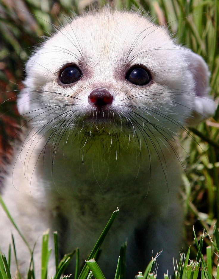 Fennec_Fox_Cub_by_Pam_Wood.jpg