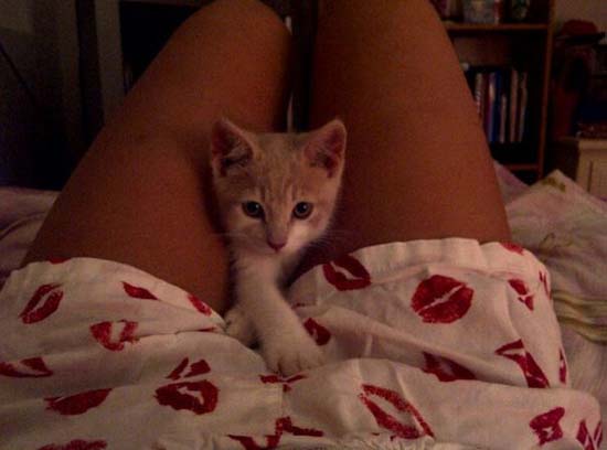 pussy_cat.jpg