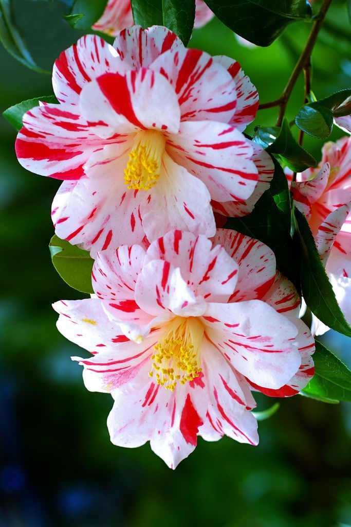 Camellia.jpg