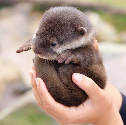 otter.jpg