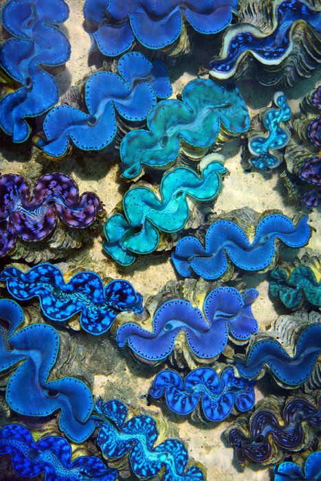 Blue_Clams.jpg