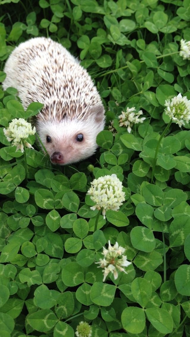Hedgehog_in_clover.jpg