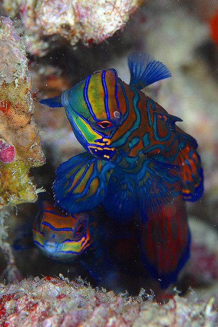 Mandarin_Fish.jpg