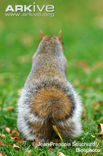 Grey_squirrel_view_from_behind.jpg