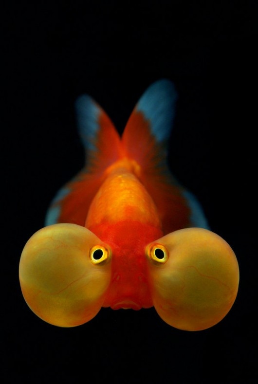 Bubble_Eyed_Goldfish_by__Nazareanu_on_deviantart.jpg