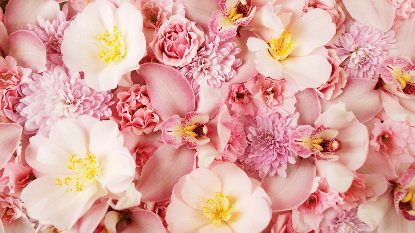 blumen_orchidee_rosa_hintergrund_blumen_blumen_foto_auf_dem_desktop.jpg