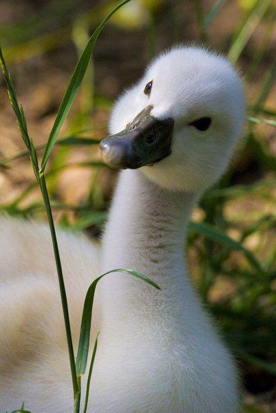 Baby_swan.jpg