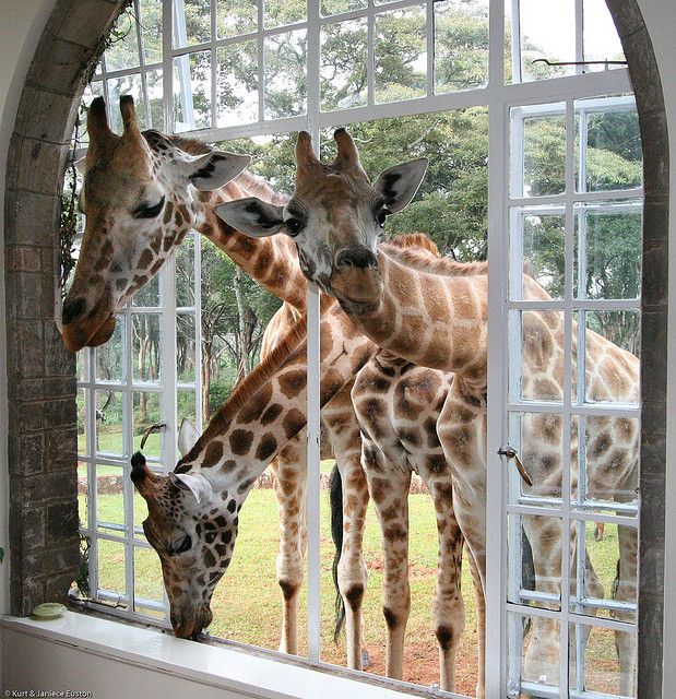 Giraffe_Manor__Nairobi__Kenya_.jpg