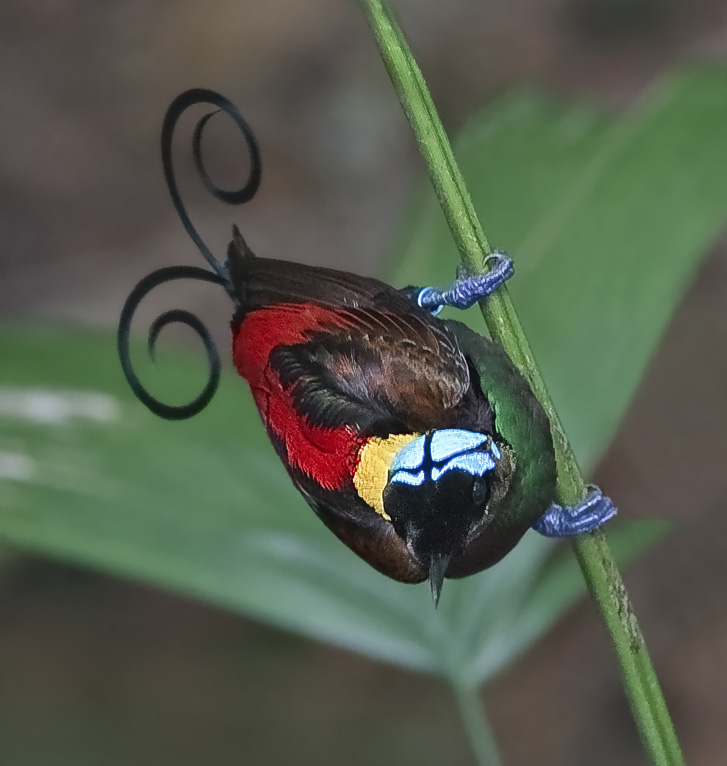 Wilson__s_Bird_of_Paradise.jpg