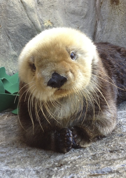 Otter__2_.jpg