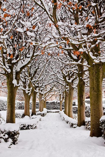 Snowy_Avenue__Botanic_Garden__Oxford__England.jpg