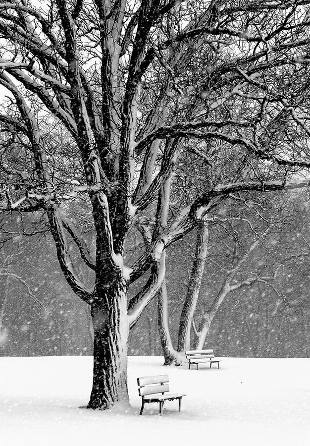 First_Snow_Fall.jpg