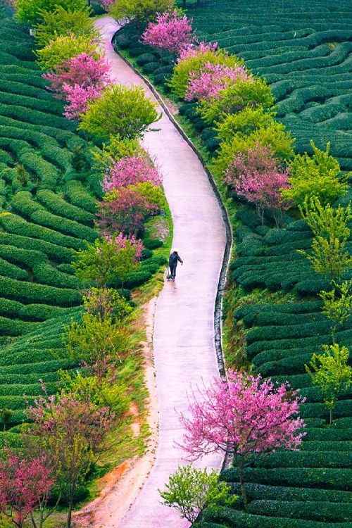 Tea_Farm_in_Spring__China.jpg