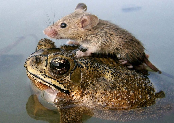 mouse_rides_atop_a_frog_to_escape_monsoon_flooding_in_India.....National_Geographic.jpg