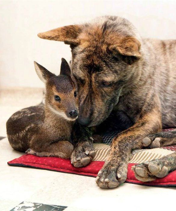 Surrogate_Animal_Mom.jpg