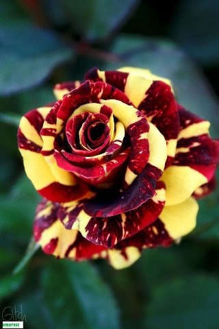 f8edaedb181e43ffd2d4332ac40bbcd2.jpg