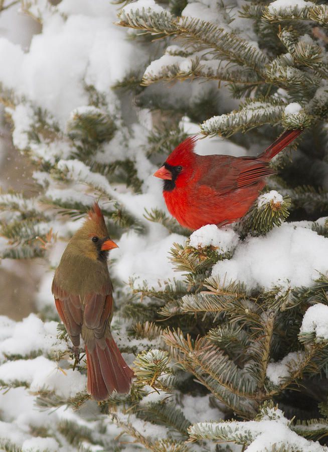 Cardinals_in_the_snow.jpg