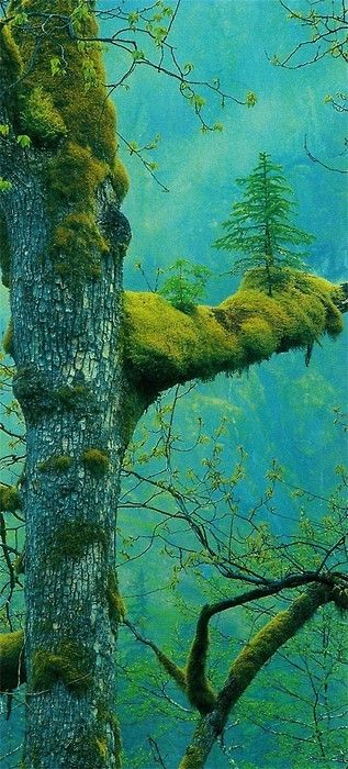 The_Wonder_Tree__Klamath__California.jpg