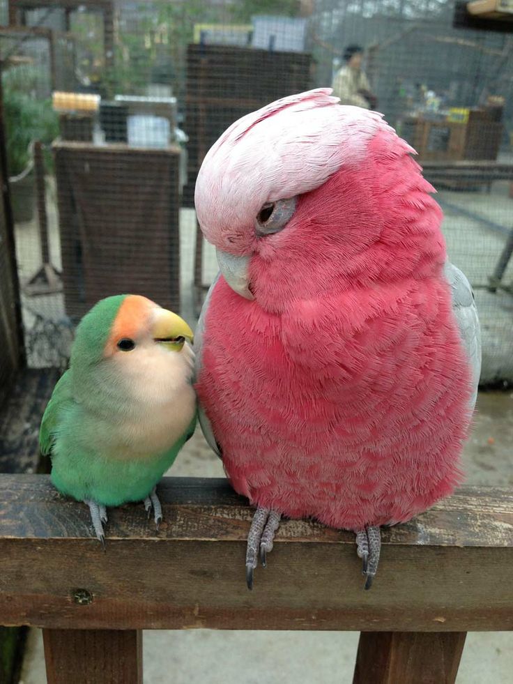 Roselle_Cockatoo_and_Lovebird.jpg
