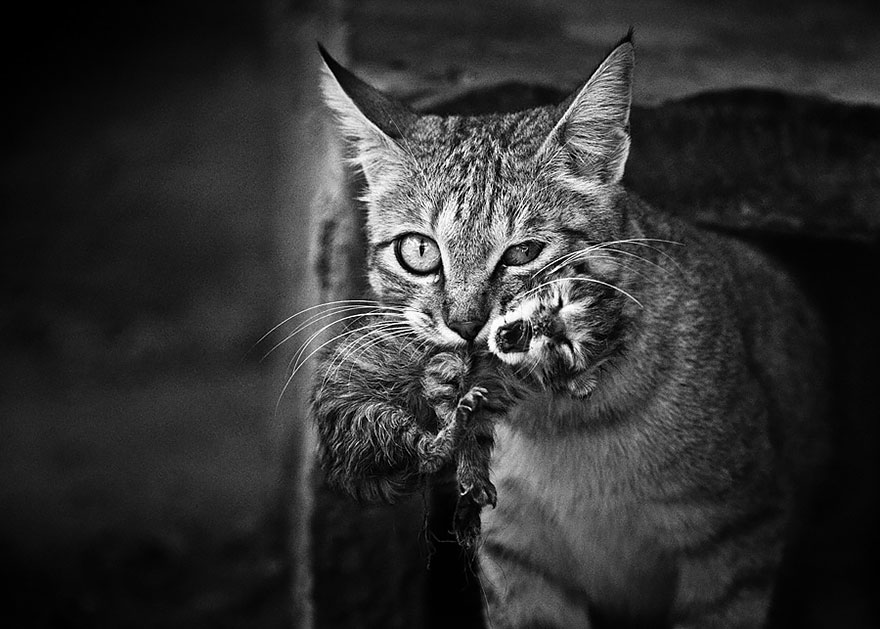 cat_looking_at_you_black_and_white_photography_103.jpg